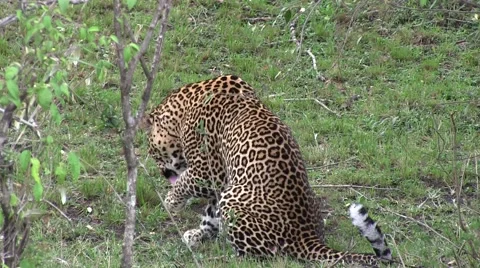 African Leopard cleaning fur Stock Footage 57515346
