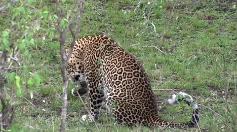 African Leopard cleaning fur Stock Footage 57515365