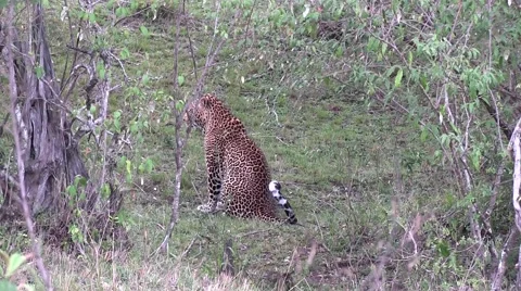 African Leopard cleaning sit looking around and walk into bush Stock Footage 57515391
