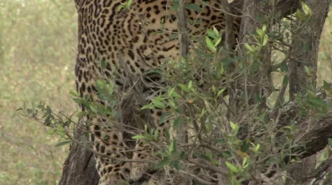 African Leopard climb gown tree on the ground Stock Footage 57549955