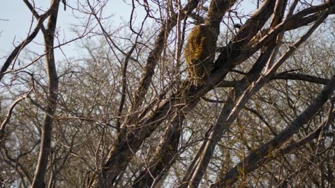 African Leopard Climbing Down a Tree in the Wild. Stock Footage 336125780