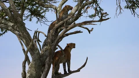 African Leopard Commanding a High Acacia Tree Perch Above the Maasai Mara Stock Footage 341434746
