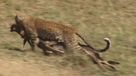 African Leopard Dragging Fresh Kill Through Tall Grass to Cover 스톡 동영상 53801025