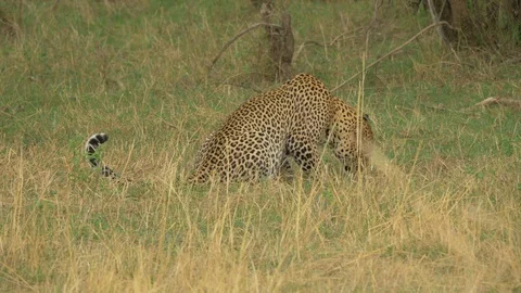 African leopard eating Stock Footage 87481380