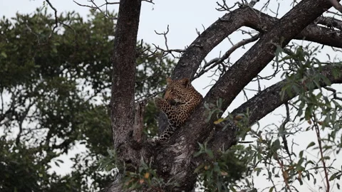 African Leopard Grooming while Perched in Tree Canopy Stock Footage 341368654