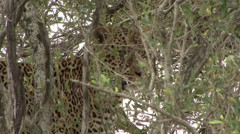 African Leopard hide behind leaves in tree Stock Footage 57550023