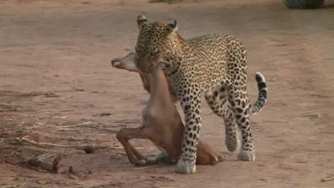 African Leopard Hoisting Heavy Kill Up Tree Trunk into Canopy Stock Footage 152042001