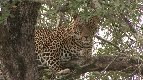 African Leopard lay down on branch in tree Stock Footage 57550198