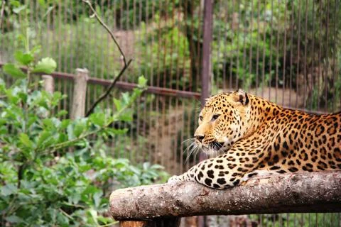 An African leopard. leopard in captivity. Big spotted cat. Stock Photos