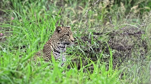 African Leopard Looking Around And Sitting On The Grassland In Sabi Sands Stock Footage 134289496