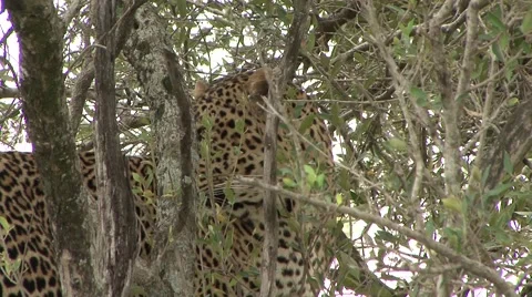 African Leopard move in tree looking around. Stock Footage 57550273