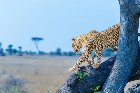 African leopard or Panthera pardus pardus coming down from tree with defocu.. 写真素材