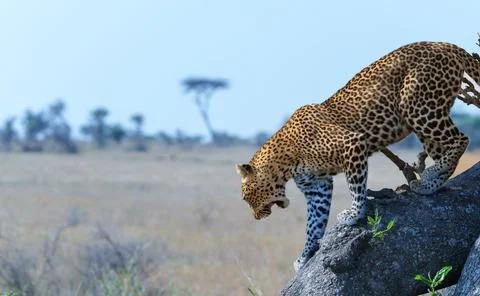 African leopard or Panthera pardus pardus coming down from tree with defocu.. 写真素材