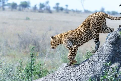 African leopard or Panthera pardus pardus coming down from tree with defocu.. 写真素材