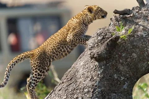 African leopard or Panthera pardus pardus on base of tree with defocused sa.. 写真素材