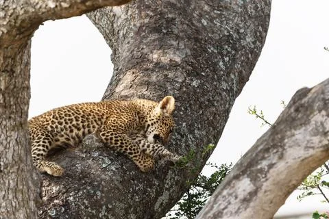 African leopard or Panthera pardus pardus cub resting fork of tree with spo.. 写真素材