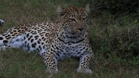 African leopard (Panthera pardus) lying down, portrait, Africa Stock Footage 70139445