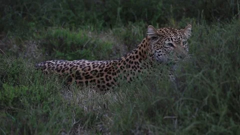 African leopard (Panthera pardus) lying down, sits up, some wind bounce, Africa Stock Footage 70139473