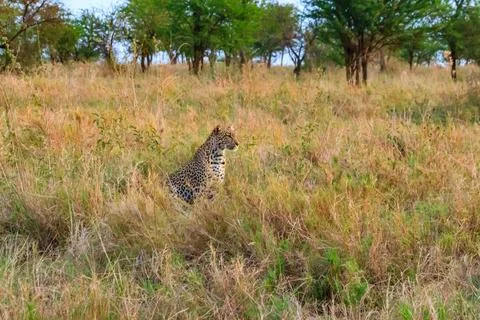 African leopard (Panthera pardus pardus) sitting in grass in Serengeti Stock Photos