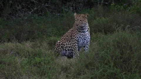 African leopard (Panthera pardus) sitting up, calls then moves off, some wind Stock Footage 70139440
