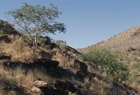 African leopard Stock Photos