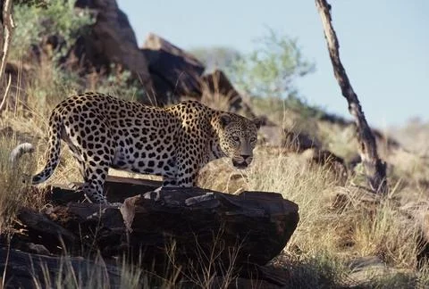 African leopard Stock Photos