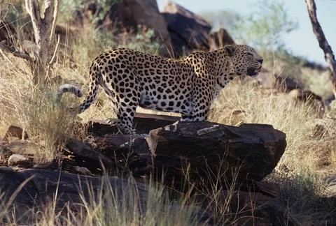 African leopard Stock Photos