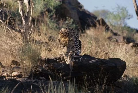African leopard Foto stock