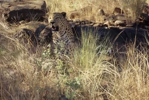 African leopard Stock Photos