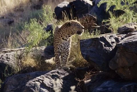 African leopard Stock Photos