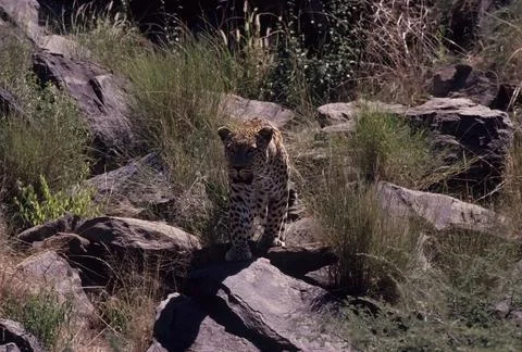 African leopard Stock Photos