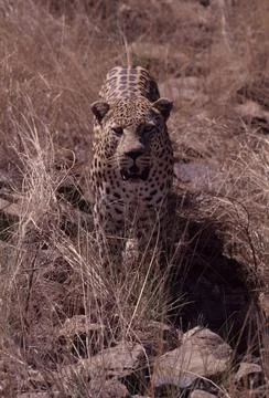 African leopard Stock Photos