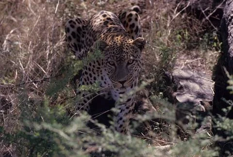 African leopard Stock Photos