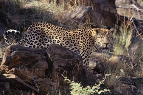 African leopard Stock Photos