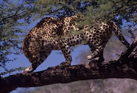African leopard Stock Photos