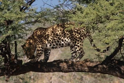 African leopard Stock Photos