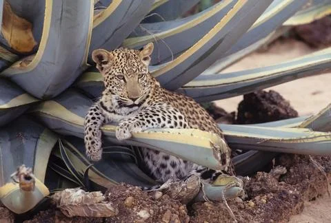 African leopard Stock Photos