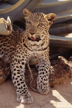 African leopard Stock Photos