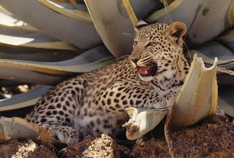 African leopard Stock Photos