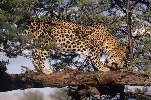 African leopard Stock Photos