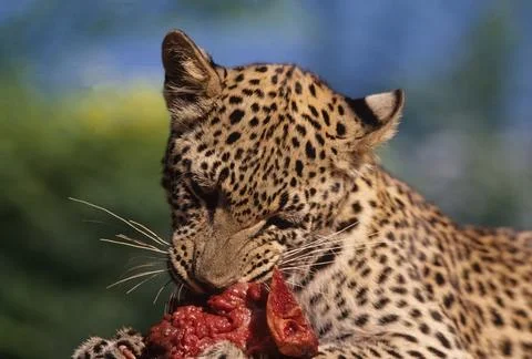 African leopard Stock Photos