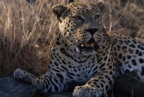 African leopard Stock Photos