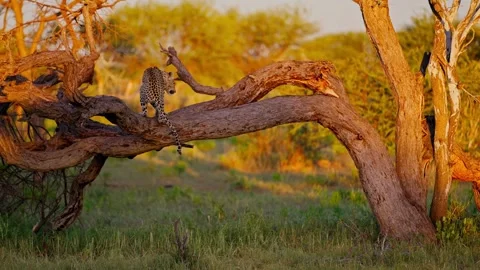 African leopard resting on dead tree branch Stock Footage 322212131