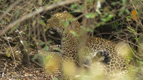 African leopard resting Stock Footage 87476083