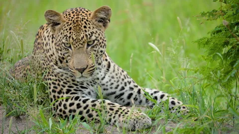 African Leopard Resting In Green Grass Of Greater Kruger South Africa Vidéo 338154637