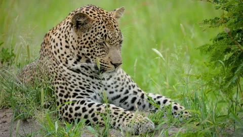 African Leopard Resting In Green Grass Of Greater Kruger Stock Footage 338155411