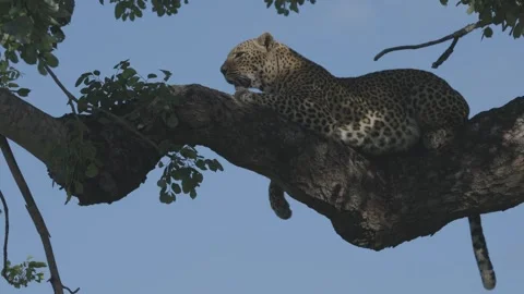 African leopard resting on a tree branch against clear blue sky Stock Footage 338998713