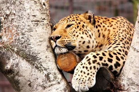 An African leopard is resting in a tree. Stock Photos