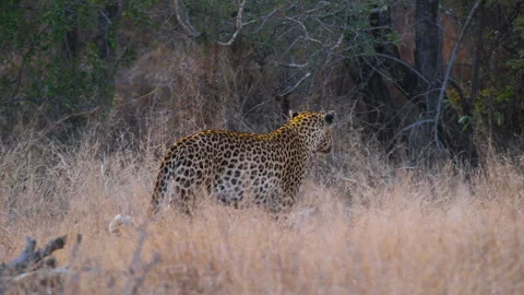 African Leopard Roaming In The Grassy Field Towards The Forest. - wide Stock Footage 252058408