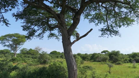 African Leopard sitting in a tree, hunting for a prey, sunny day - Aerial Stock Footage 268410011